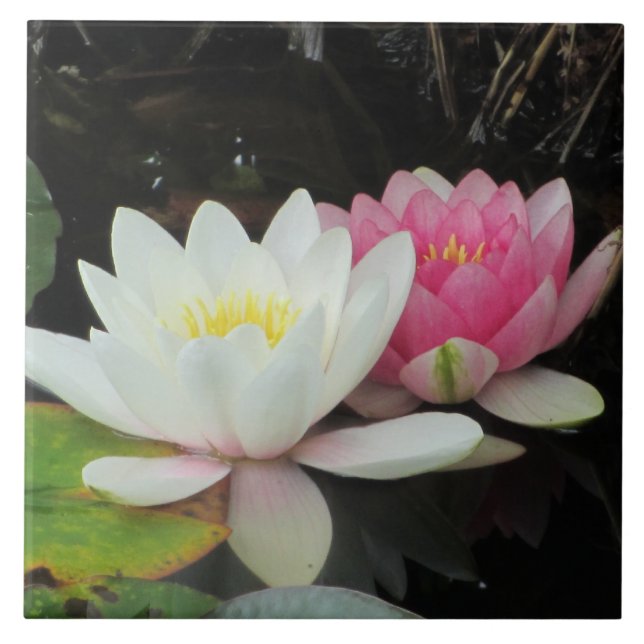 Azulejo De Cerâmica LÍRIOS de ÁGUA por SHARON SHARPE (Frente)