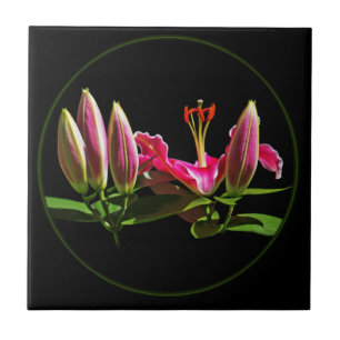 Azulejo De Cerâmica Lírios Stargazer em Broto e Flor
