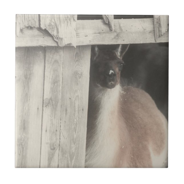 Azulejo De Cerâmica Llama Negro E Branco Cugado (Frente)