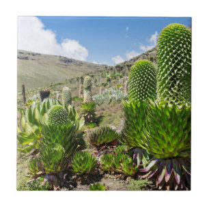 Azulejo De Cerâmica Lobelia Gigante (Lobelia Deckenii) no Monte Quênia