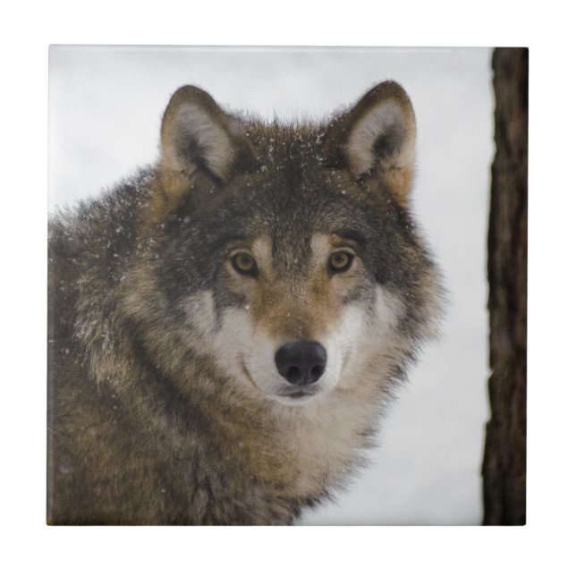 Azulejo De Cerâmica Lobo (Frente)