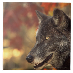Azulejo De Cerâmica Lobo 2