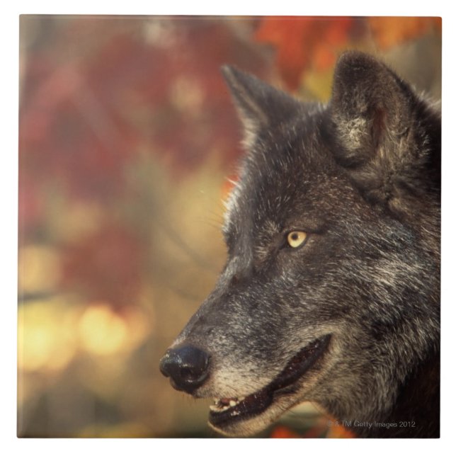 Azulejo De Cerâmica Lobo 2 (Frente)