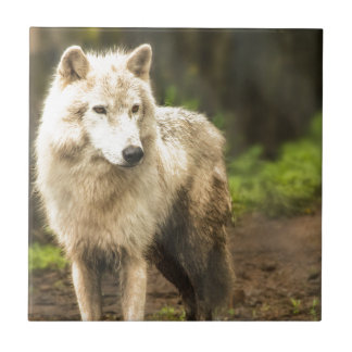 Azulejo De Cerâmica Lobo Ártico Molhado em Foto Primavera
