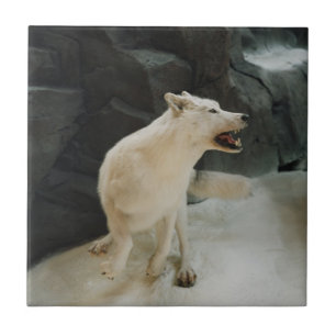 Azulejo De Cerâmica Lobo Branco