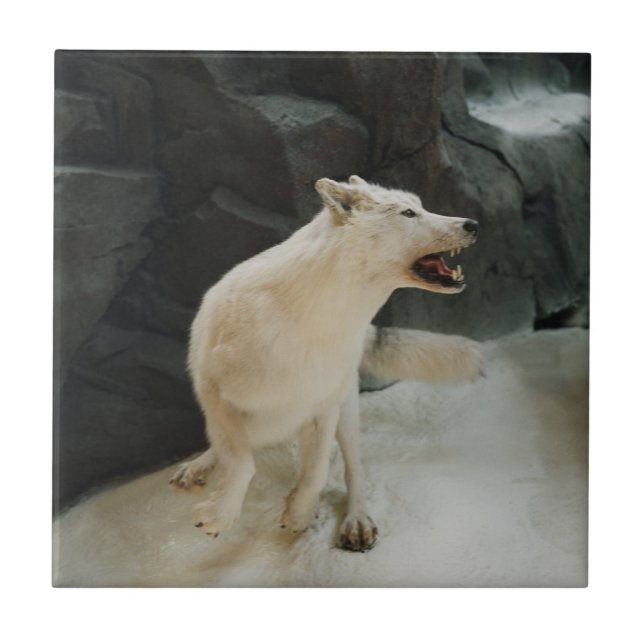 Azulejo De Cerâmica Lobo Branco (Frente)