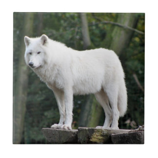 Azulejo De Cerâmica Lobo branco selvagem