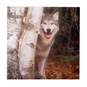 Azulejo De Cerâmica Lobo Cinzento Atrás de uma Árvore