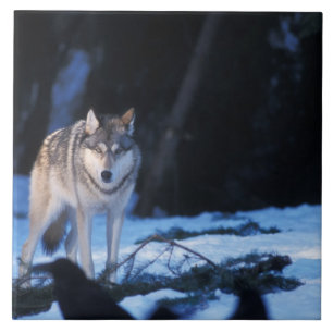 Azulejo De Cerâmica lobo cinzento, Canis lupus, nos contrafortes