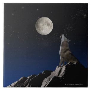Azulejo De Cerâmica Lobo do urro