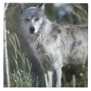 Azulejo De Cerâmica Lobo em Yellowstone