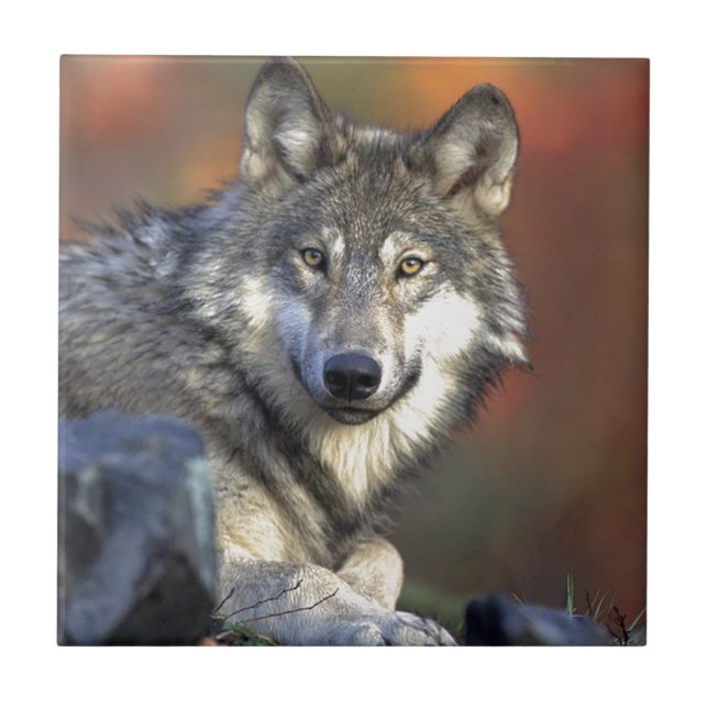 Azulejo De Cerâmica Lobo Gris (Frente)