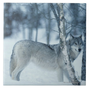 Azulejo De Cerâmica Lobo (lúpus de Canis) durante o inverno