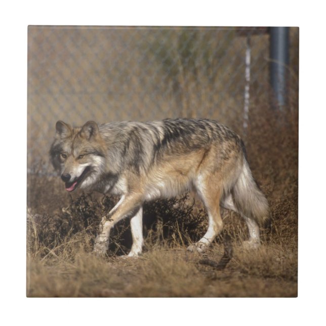 AZULEJO DE CERÂMICA  LOBOS (Frente)