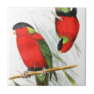 Azulejo De Cerâmica Lory colocado um colar