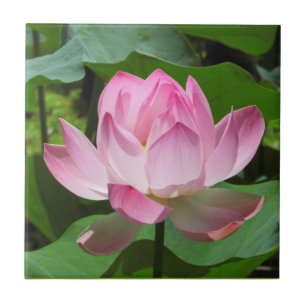 Azulejo De Cerâmica Lotus Bloom Rosa