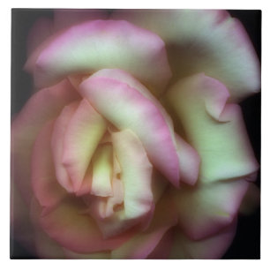 Azulejo De Cerâmica <Love is a Rose> por Nathan Griffith
