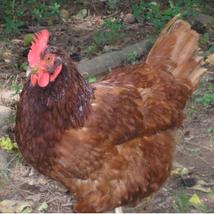 Azulejo De Cerâmica Lucy, a Cabeça Vermelha!