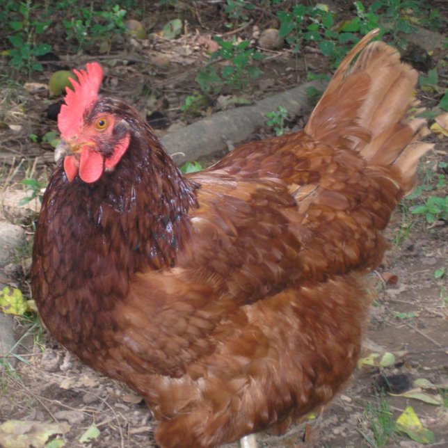 Azulejo De Cerâmica Lucy, a Cabeça Vermelha! (Criador carregado)