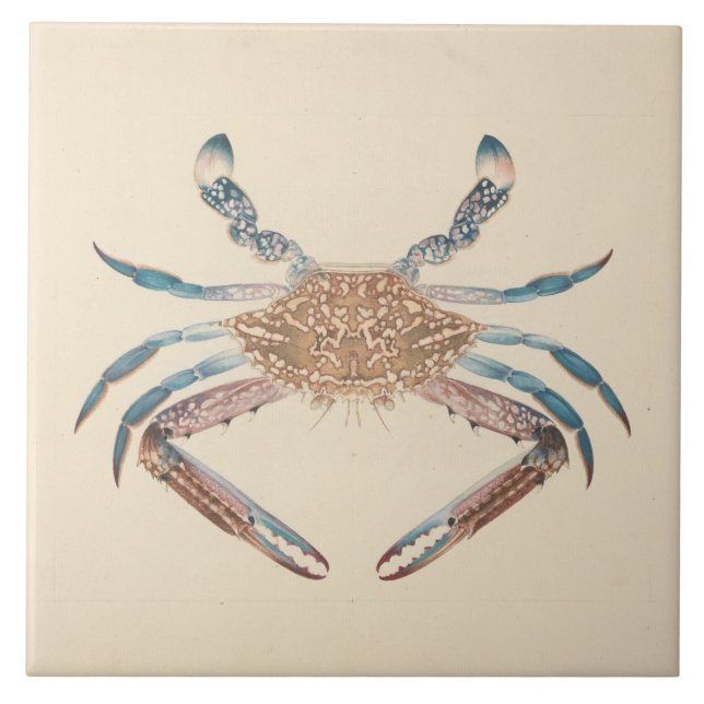 Azulejo De Cerâmica Luigi Balugani - Portunua Pelagicus - Blue Crab (Frente)
