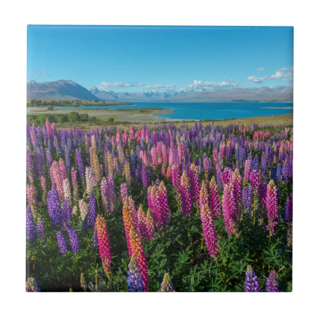 Azulejo De Cerâmica Lupines de Russle no lago Tekapo | Nova Zelândia (Frente)