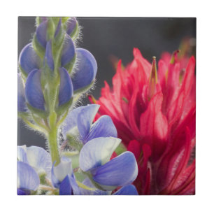 Azulejo De Cerâmica Lupino Prateado, Pincel de Pintura Lavanda
