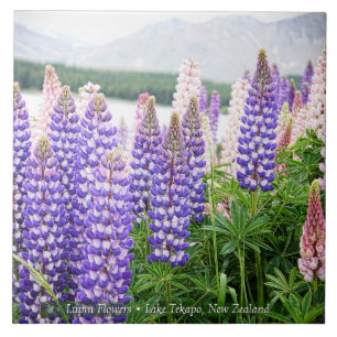 Azulejo De Cerâmica Lupinos Bonitos @ Lago Tekapo Nova Zelândia