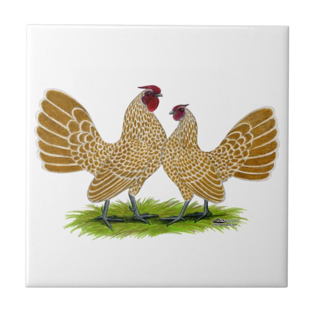 Azulejo De Cerâmica Lustre de Sebrights atado (Frente)