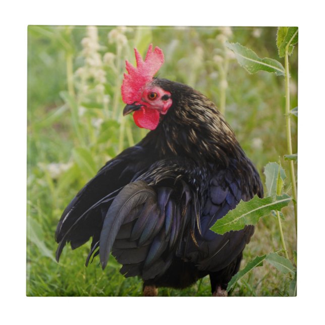 Azulejo De Cerâmica Lutar contra o galo (Frente)