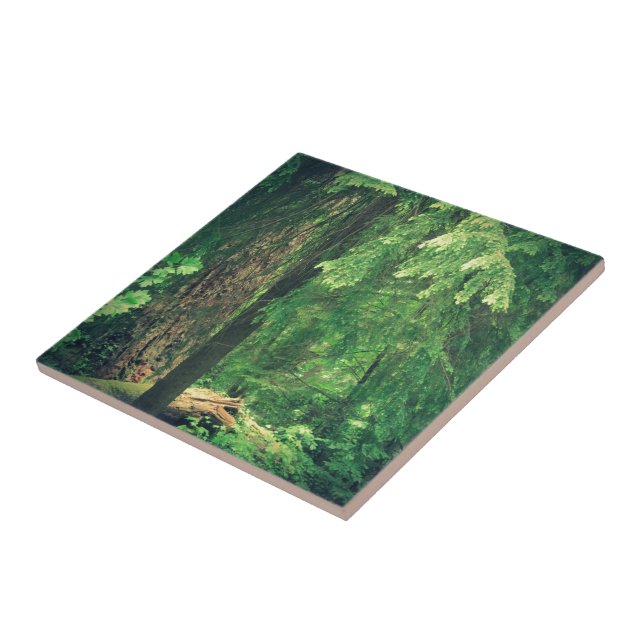 Azulejo De Cerâmica Luz da Floresta (Lateral)