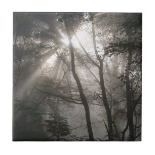 Azulejo De Cerâmica Luz do Sol Através de Árvores Floresta Escura