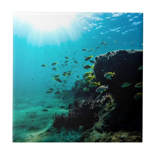 Azulejo De Cerâmica Luz do sol e peixes tropicais (Frente)