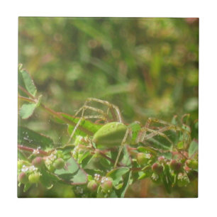Azulejo De Cerâmica Lynx Spider