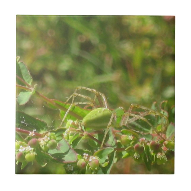 Azulejo De Cerâmica Lynx Spider (Frente)