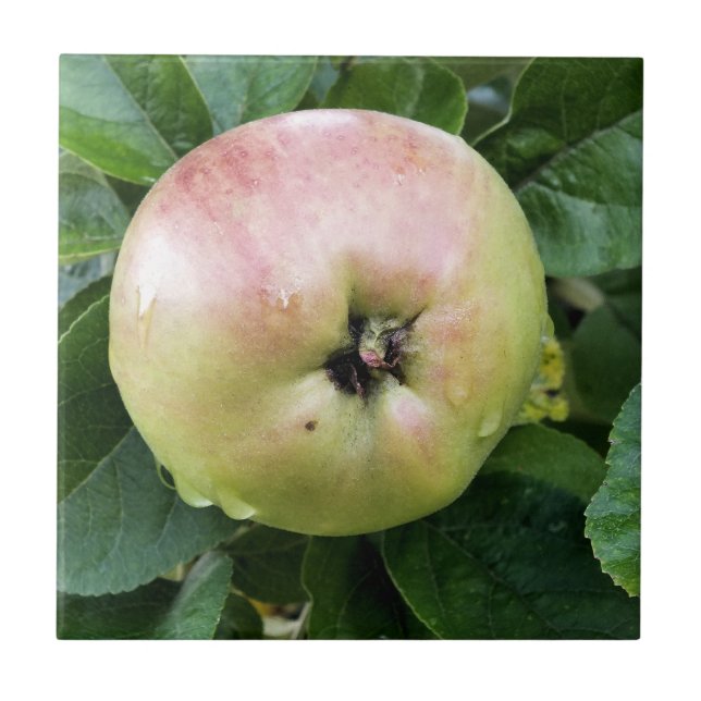 AZULEJO DE CERÂMICA  MAÇÃ (Frente)