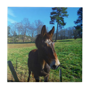 Azulejo De Cerâmica Maçã-branca
