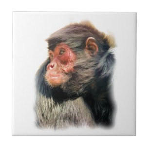 AZULEJO DE CERÂMICA MACACA DE ARANHA