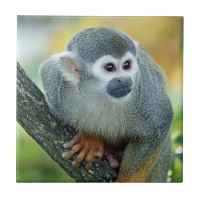 Azulejo De Cerâmica Macaco 004 (Frente)