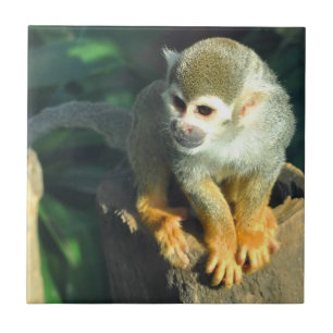 Azulejo De Cerâmica Macaco-Aranha