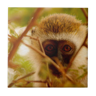 Azulejo De Cerâmica Macaco atrevido.