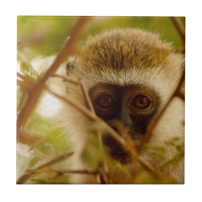 Azulejo De Cerâmica Macaco atrevido. (Frente)