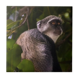 Azulejo De Cerâmica Macaco azul, Zanzibar