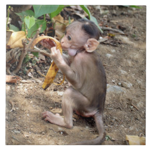 Azulejo De Cerâmica Macaco-Bebê