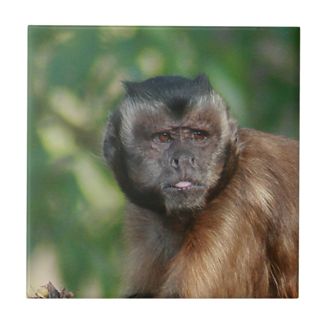 Azulejo De Cerâmica Macaco Capuchin, Cute Mas Cranky (Frente)