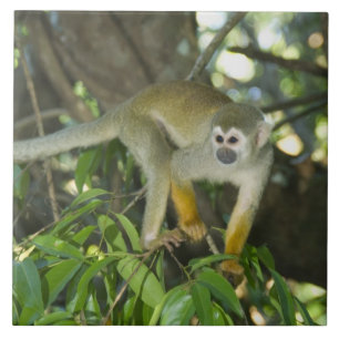 Azulejo De Cerâmica Macaco-de-cheiro-comum, (Saimiri sciureus), Rio