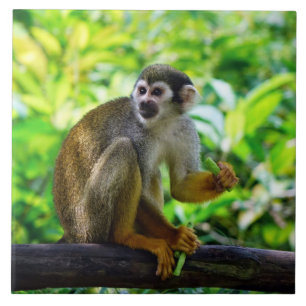 Azulejo De Cerâmica Macaco de esquilo bonito
