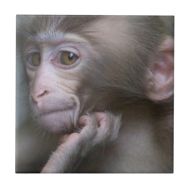 Azulejo De Cerâmica Macaco do bebê (Frente)
