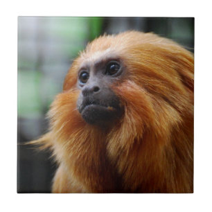 Azulejo De Cerâmica Macaco do Tamarin