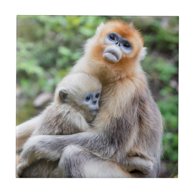 Azulejo De Cerâmica Macaco Dourado de Nariz Arrebitado com Bebê (Frente)