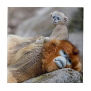Azulejo De Cerâmica Macaco Dourado de Nariz Arrebitado Pai com Bebê